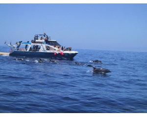 FANCY II - Delfin und Walsafari -Kinder-