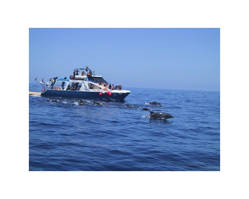 FANCY II - Safari Ballenas + Delfines -Niños